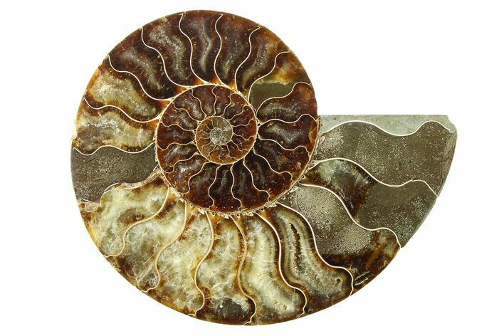 Cut & Polished Ammonite Fossil (Half) - Madagascar #336651